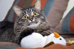 英雄联盟总决赛门票-蛰穿东部第一！拉文三节打卡化身关键先生，黄蜂速胜凯尔特人引爆联盟