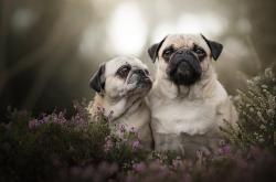 LOL决赛-雷霆万钧，当字母哥的希腊风暴席卷北京五棵松