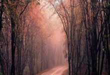 LOL决赛-迈凯伦逆转梅赛德斯，勒克莱尔状态火热