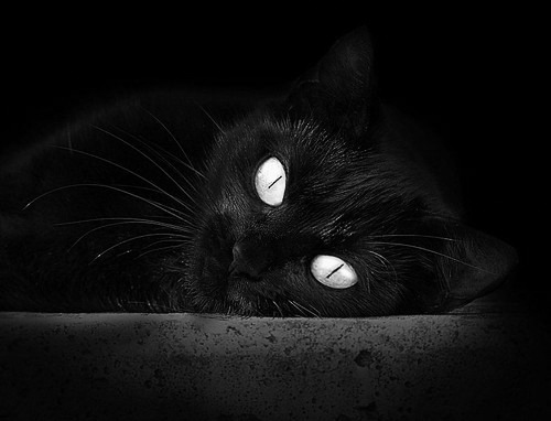 足球双重奏,阿尔及利亚闪电战击溃瑞典,拉什福德数据封神统治绿茵