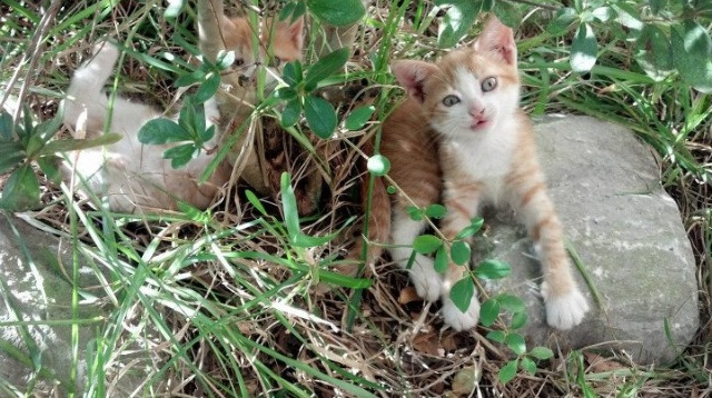 南美坚韧遭遇欧洲风暴,足球世界的两场灵魂之战