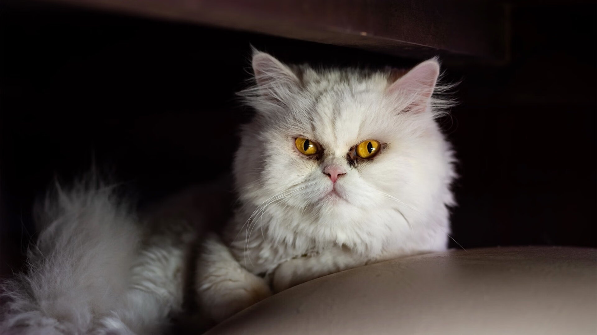 跨界风暴,当篮球天才在欧冠决赛接管比赛,鹈鹕与马刺的险胜只是序幕