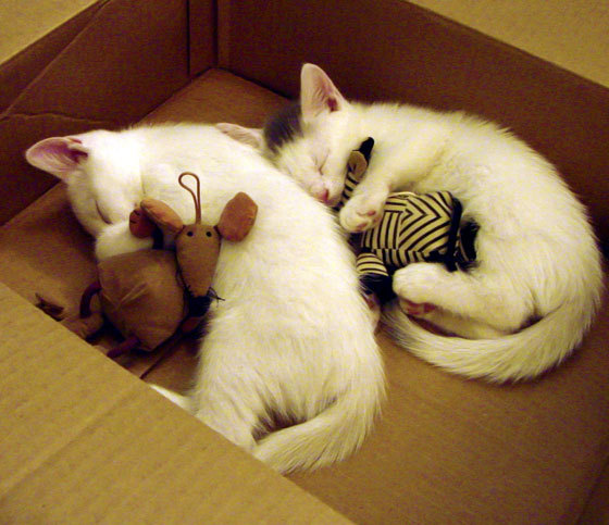 极速与激情,当F1街道赛弯道,遇见湖人通往总冠军的直道