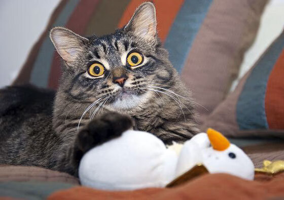 蛰穿东部第一！拉文三节打卡化身关键先生，黄蜂速胜凯尔特人引爆联盟