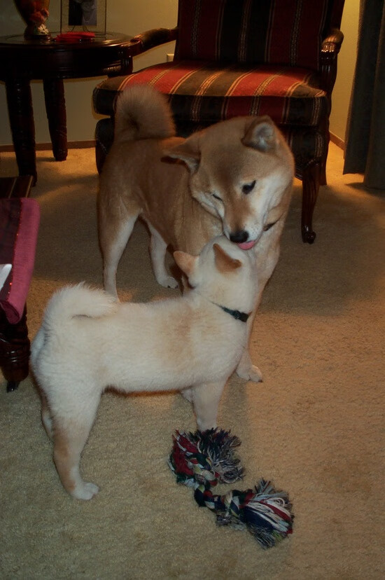 当踏平成为战术,哈利伯顿如何用魔法撕裂广东,书写浙江的征服史诗