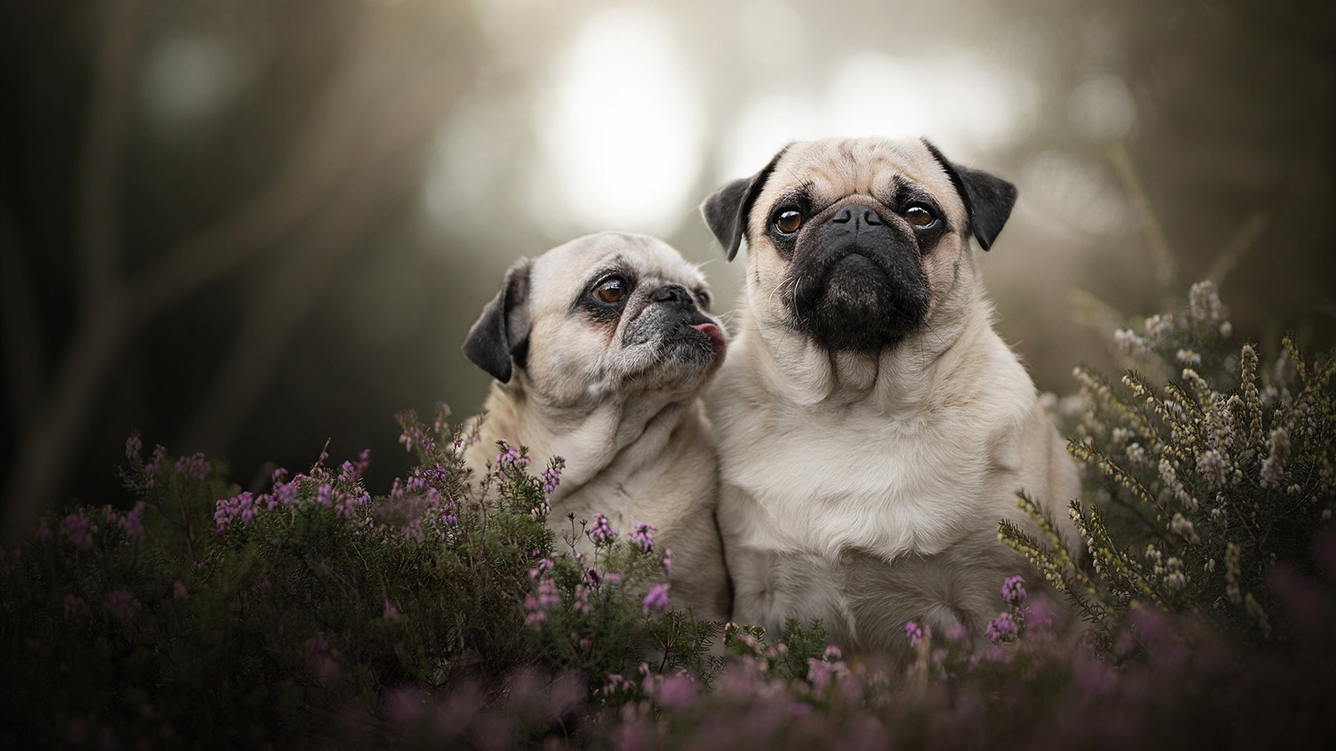 雷霆万钧,当字母哥的希腊风暴席卷北京五棵松