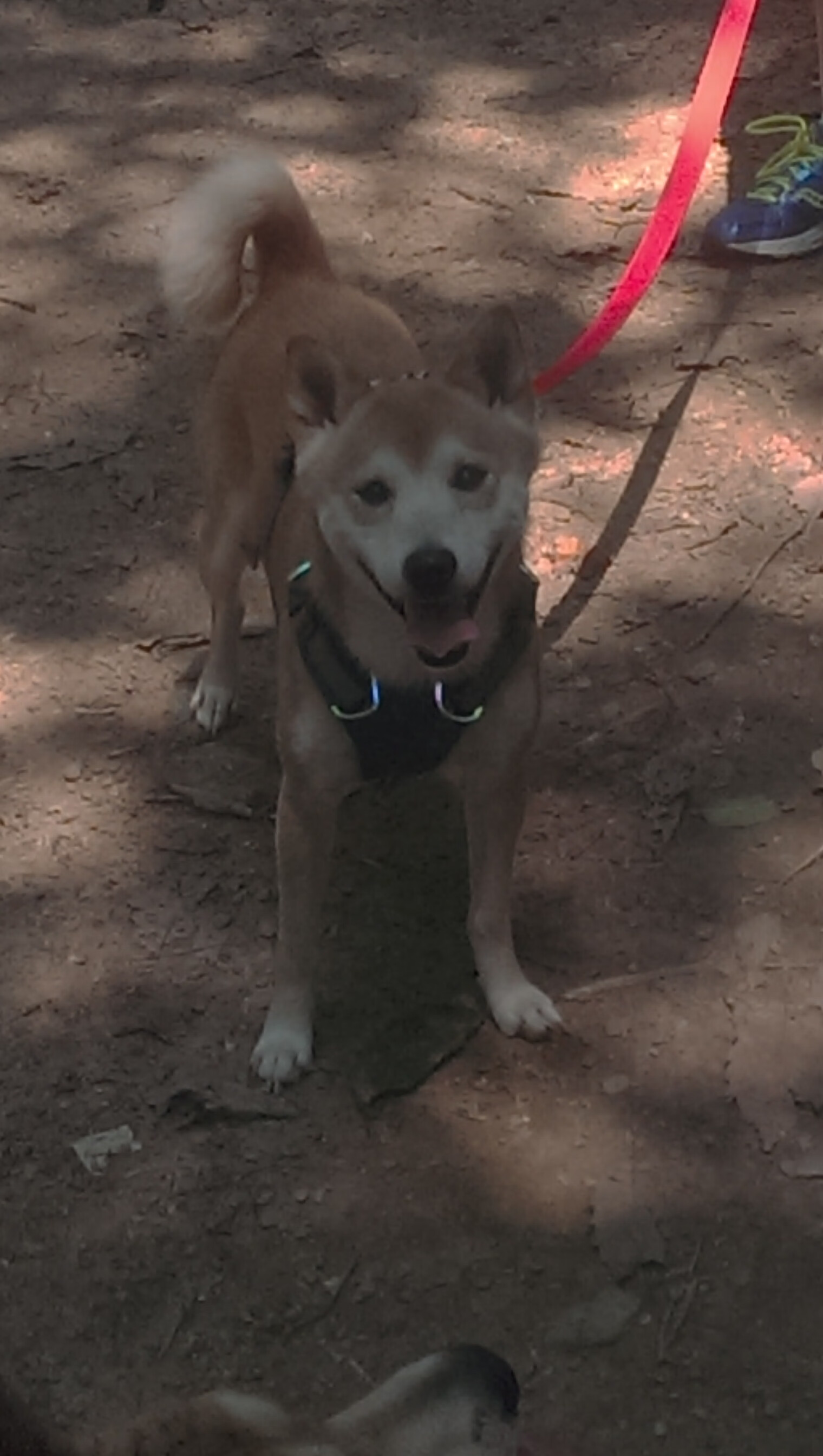 赛道与赛场，当引擎轰鸣遇见脚步轰鸣