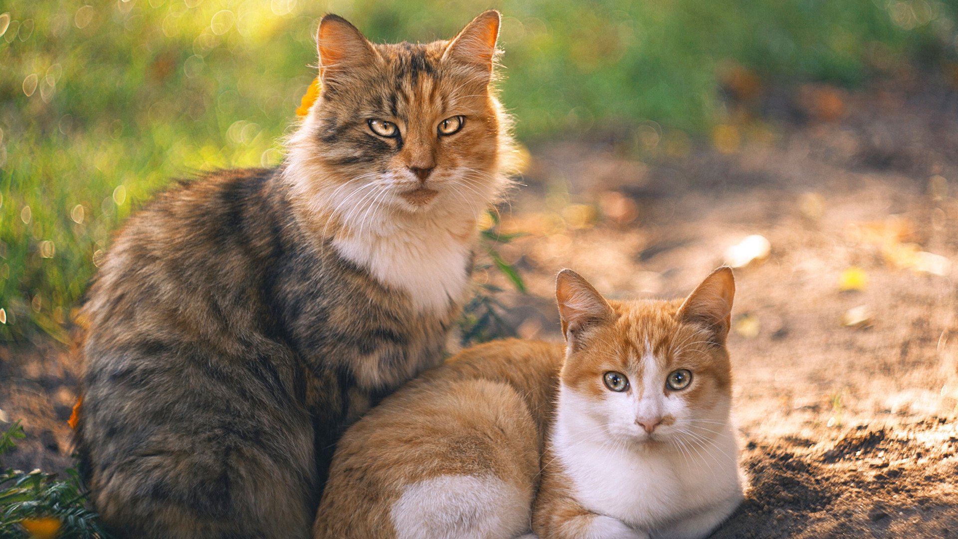 双面交响,保罗的炽热独奏与鹈鹕的冰冷协奏
