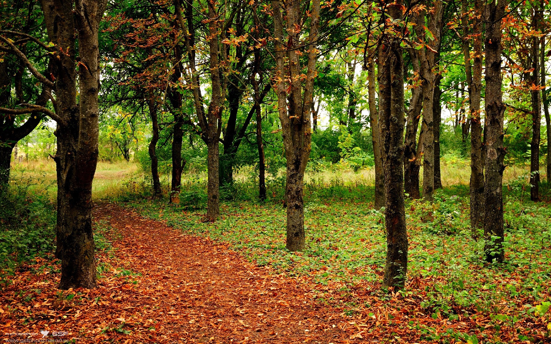 唯一性之夜，当苏亚雷斯在抢七决战中改写历史—新西兰如何终结澳大利亚的霸权