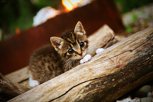 奥地利风暴，单节闪电战撕裂红军，阿克化身关键先生