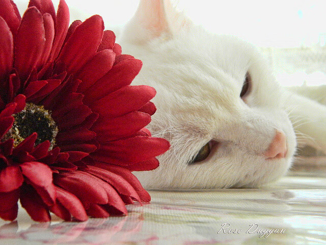 新王当立!萨卡一剑封喉,里昂斩落皇家社会燃爆法兰西球场