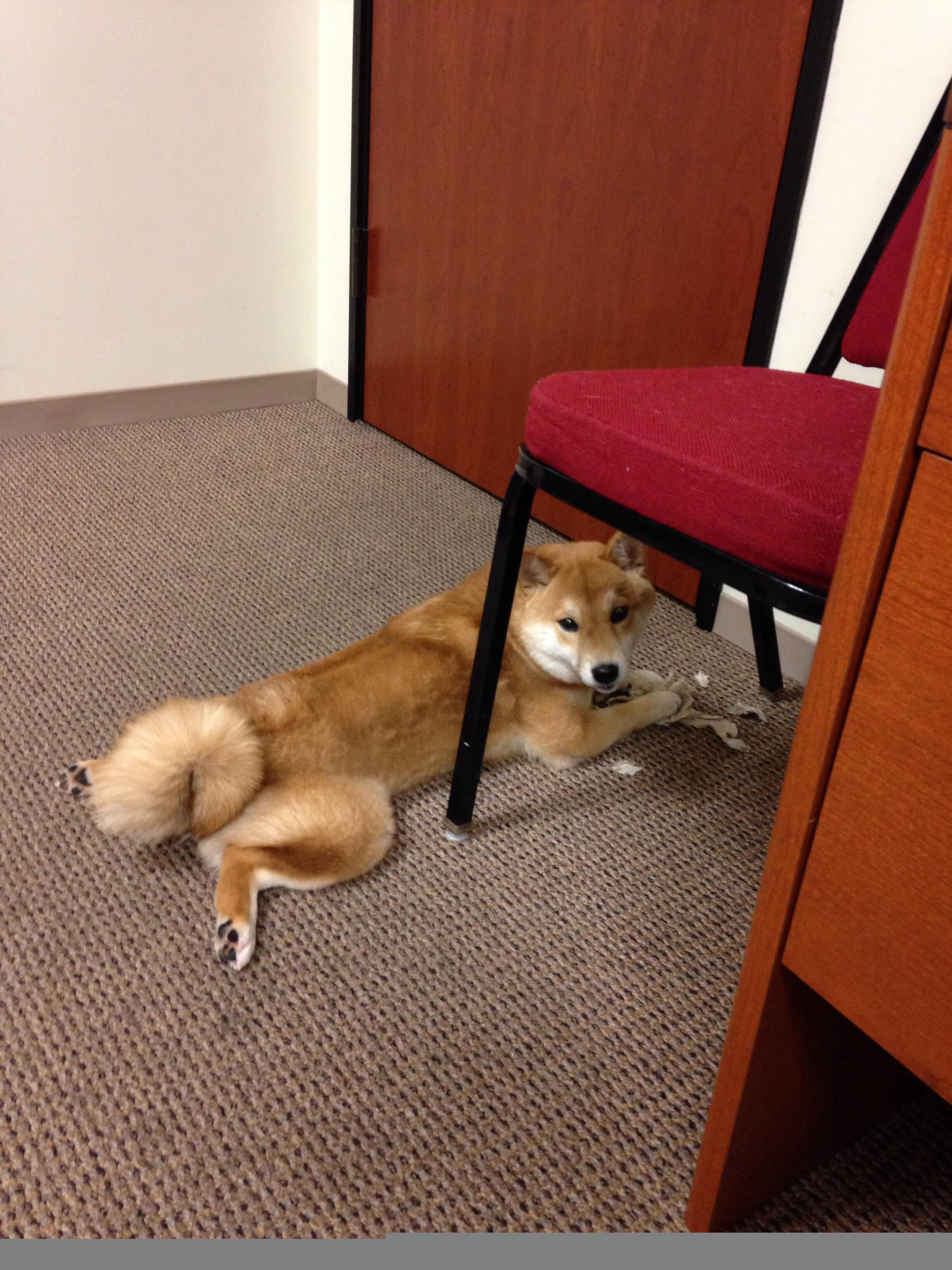 裁判报告改写历史?拉梅洛·鲍尔的幽灵绝杀与一场不存在的比赛