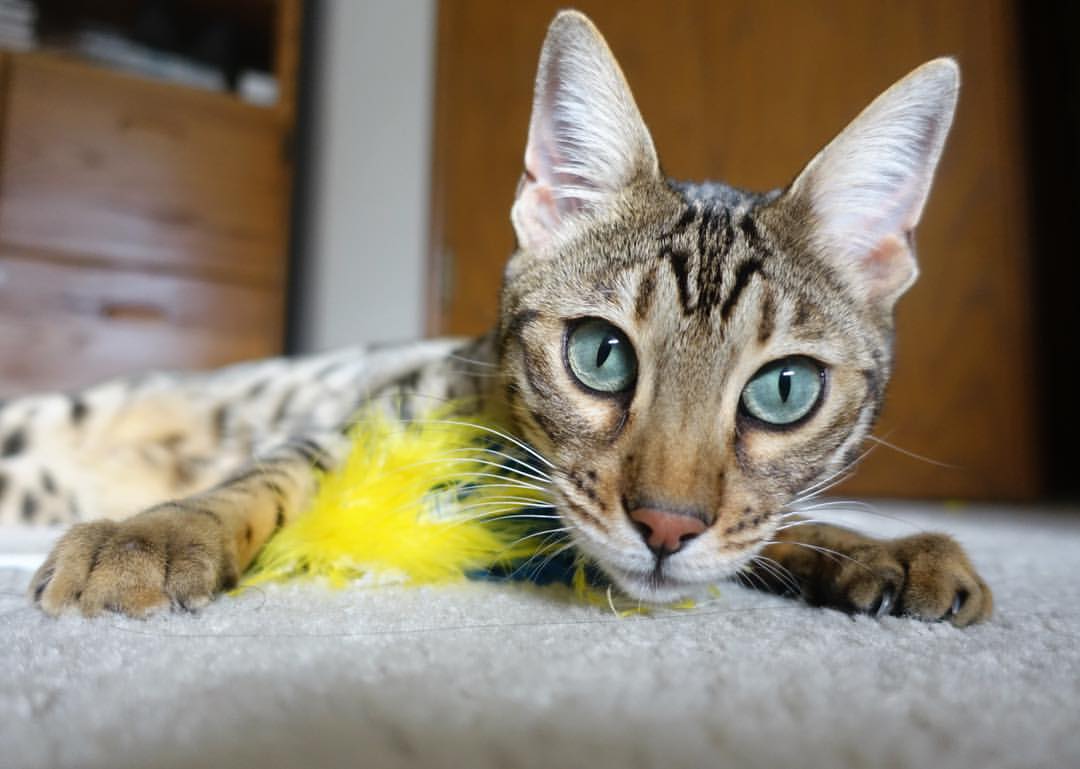 阿森纳客场强势晋级欧联杯,皮克关键先生助枪手征服爱尔兰