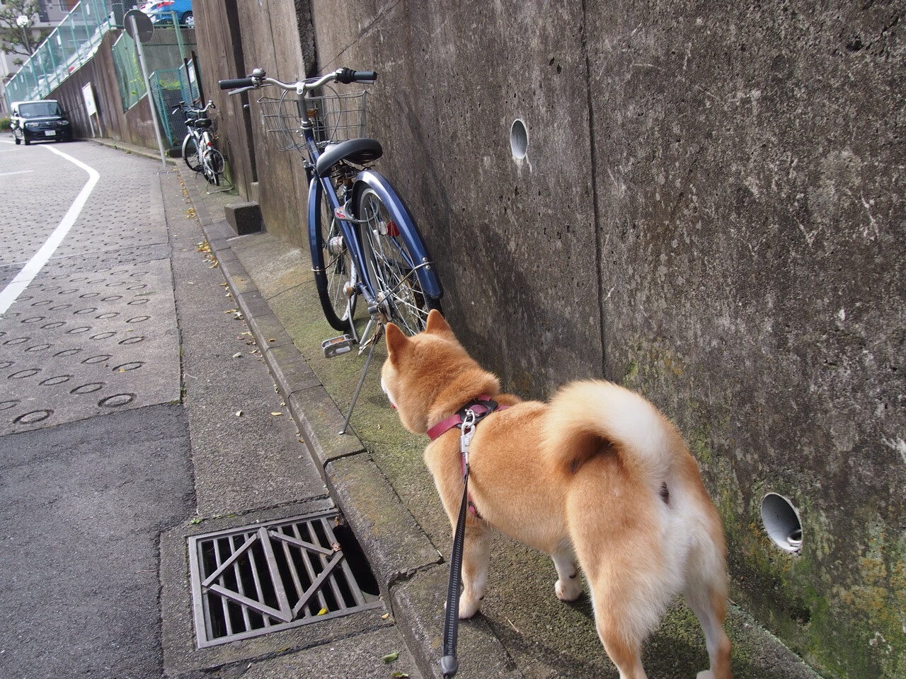 戈贝尔统治力成唯一钥匙？广厦晋级与森林狼的镜像启示