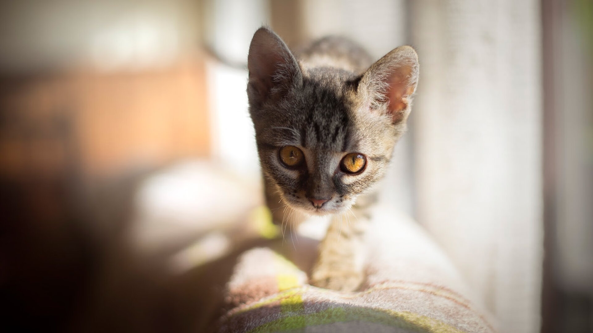 当哈兰德风暴席卷非洲，一场虚构史诗中的加纳逆袭