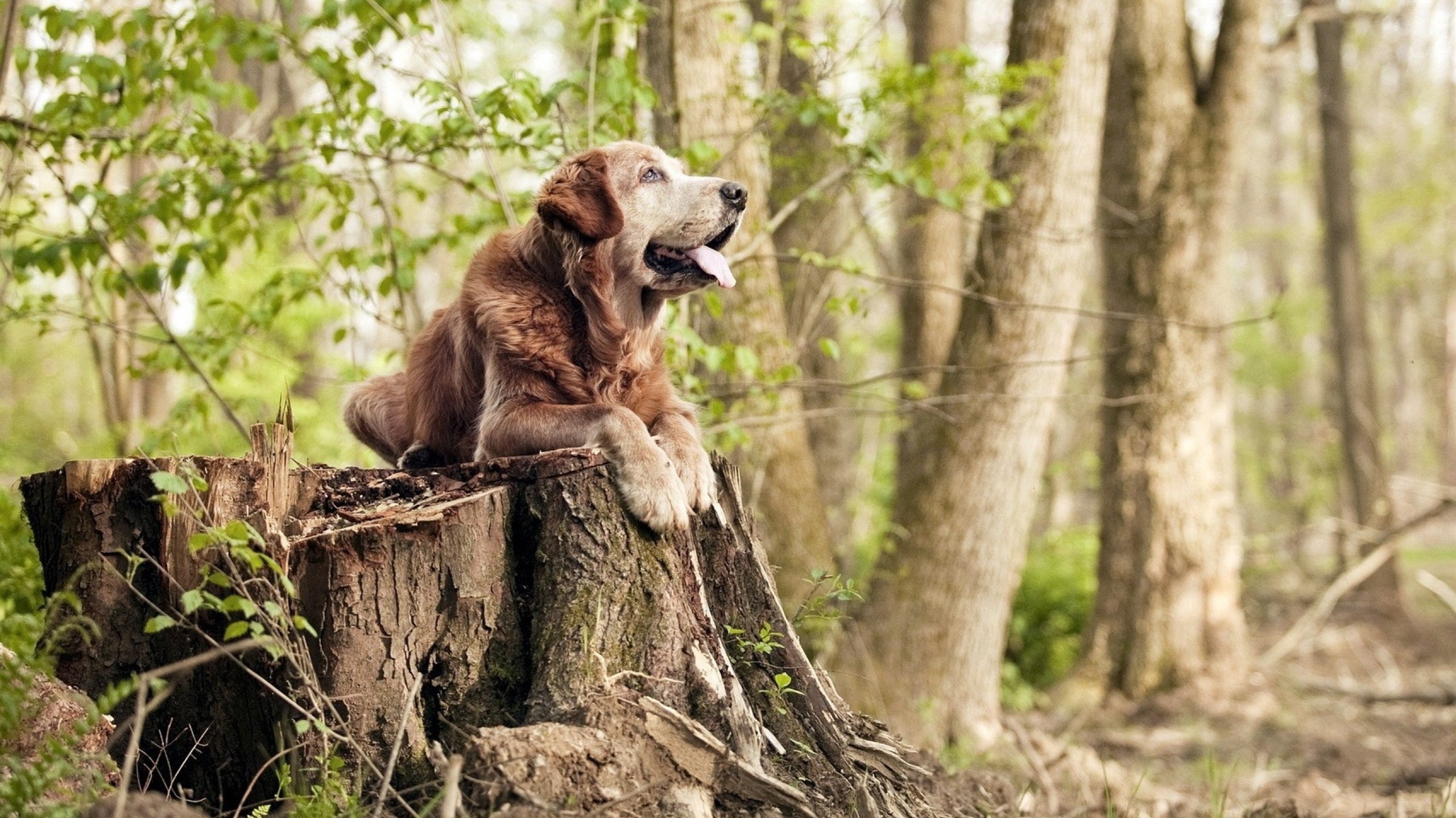 当哈兰德风暴席卷非洲，一场虚构史诗中的加纳逆袭
