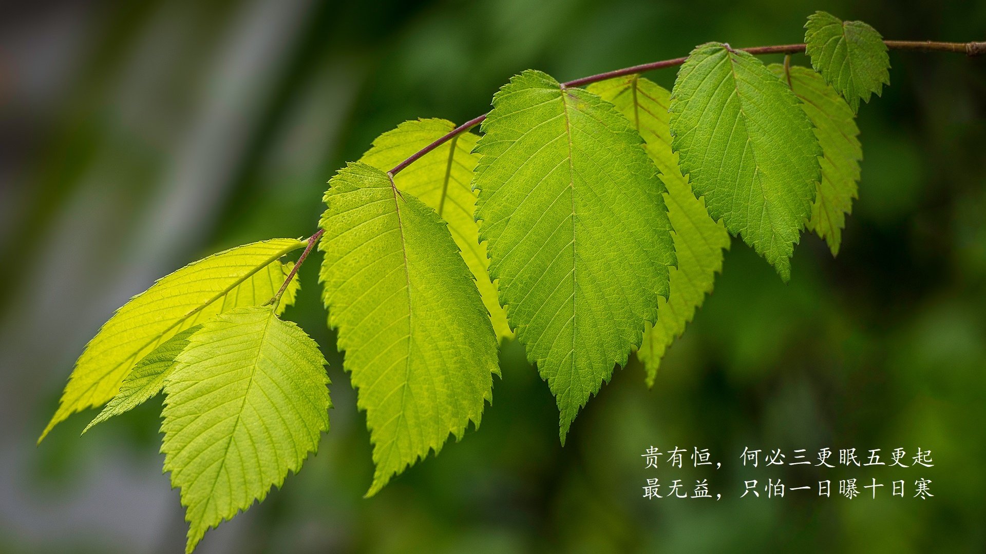 孤星闪耀，坎塞洛的铁血指挥与罗马尼亚的完胜之夜—2026世界杯C组生死战启示录
